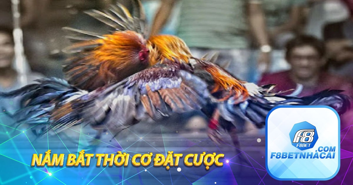 Nắm bắt thời cơ đặt cược Đá gà F8BET